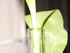 Schlichte Blumendekoration in Glasflasche!