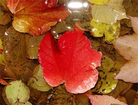 Feuchtes buntes Herbstlaub in Wasserpfütze!