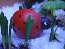Kleiner einsamer Holz-Marienkäfer im Schnee!