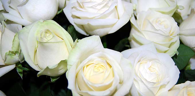 Weiß-grünliche Rosen stilvoll arrangiert!